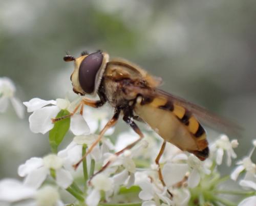 Réf. 297 604 : Eupeodes corollae